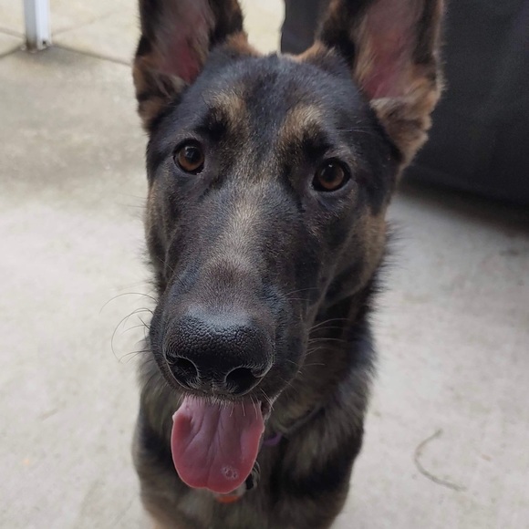 Meet your Posher, L - Picture 1 of 1